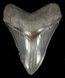 Serrated, Megalodon Tooth #60489-1